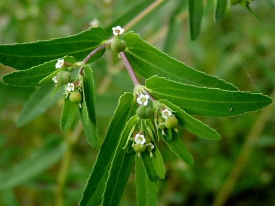 {Euphorbia nutans}